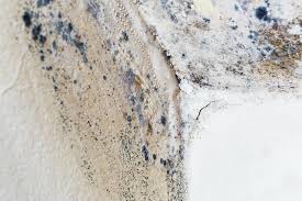 Why You Should Choose Our Mold Remediation Services in Blythewood, SC